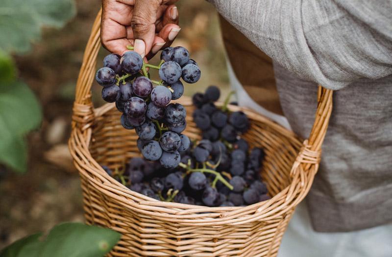 Vindima, a arte da colheita das uvas para a produção dos vinhos brasileiros de altitude