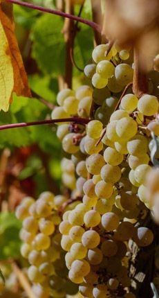 Vinho Atalaia
