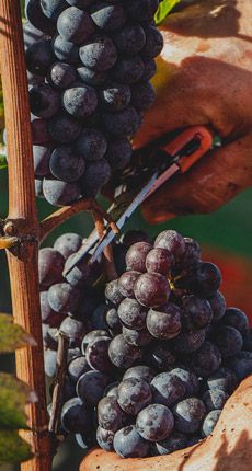 Vinho Marcelino Cabernet Franc e Merlot